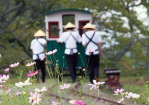 No.130126 松山コスモスまつり