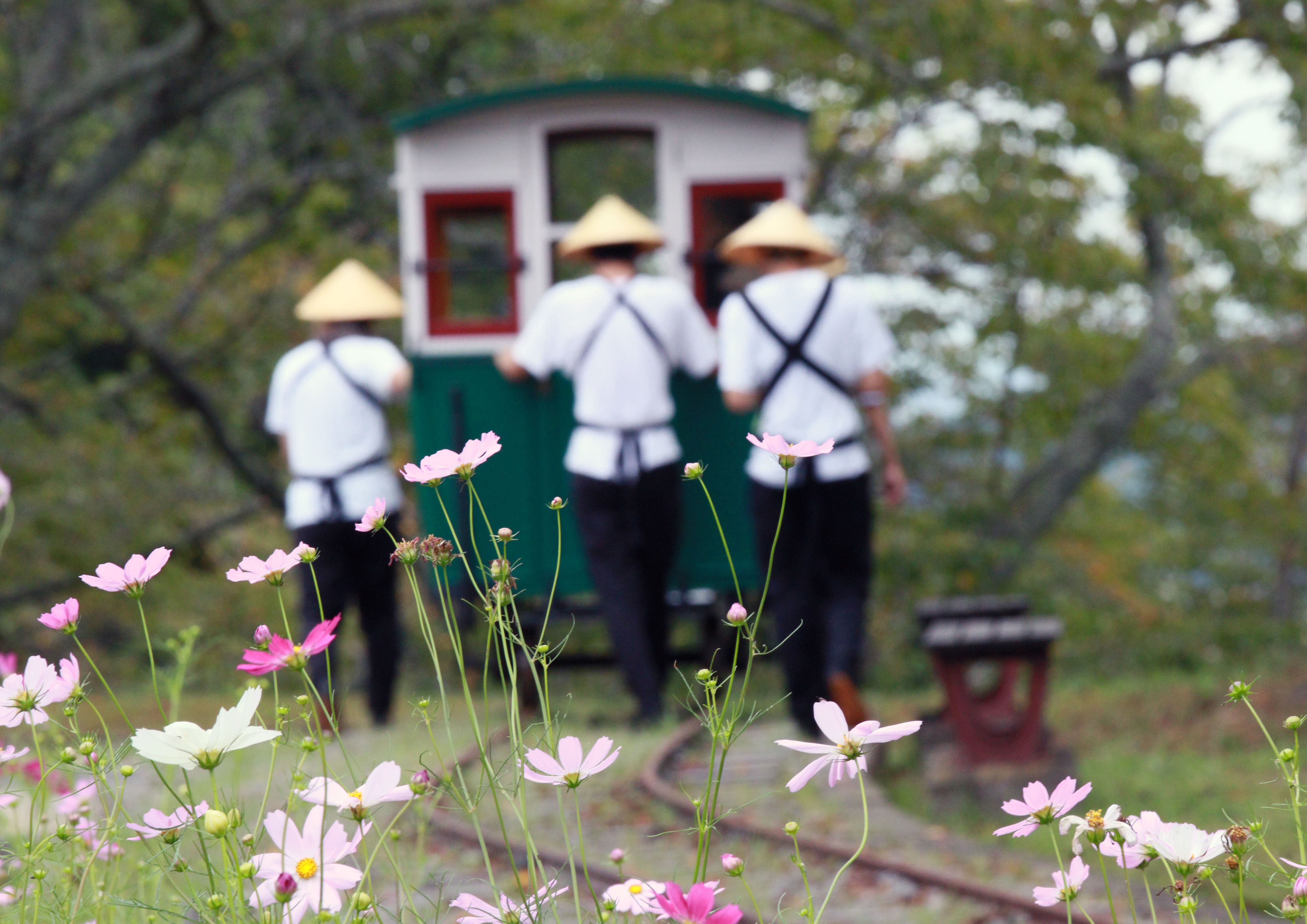 No.130126 松山コスモスまつり