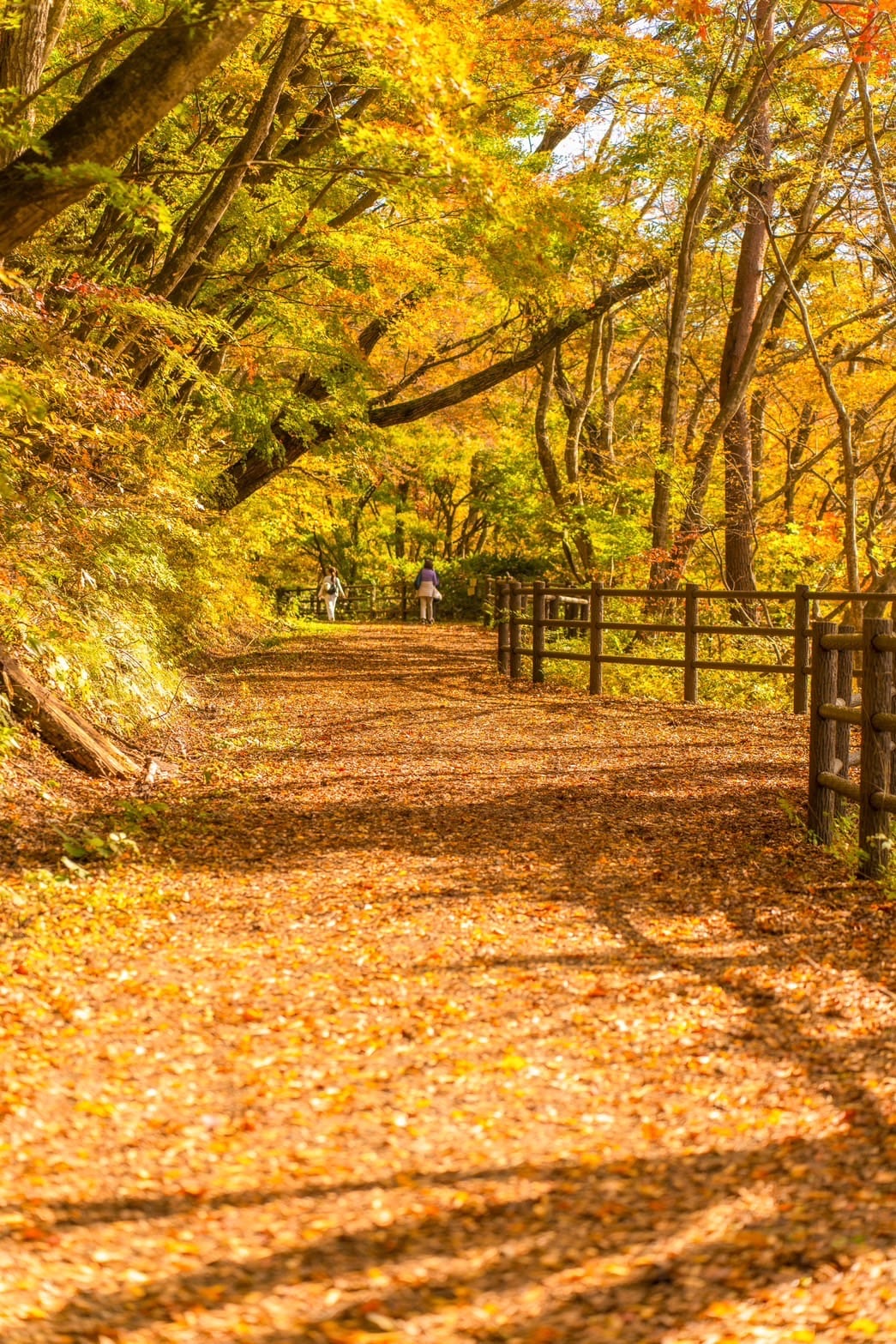No.130130 大深沢遊歩道