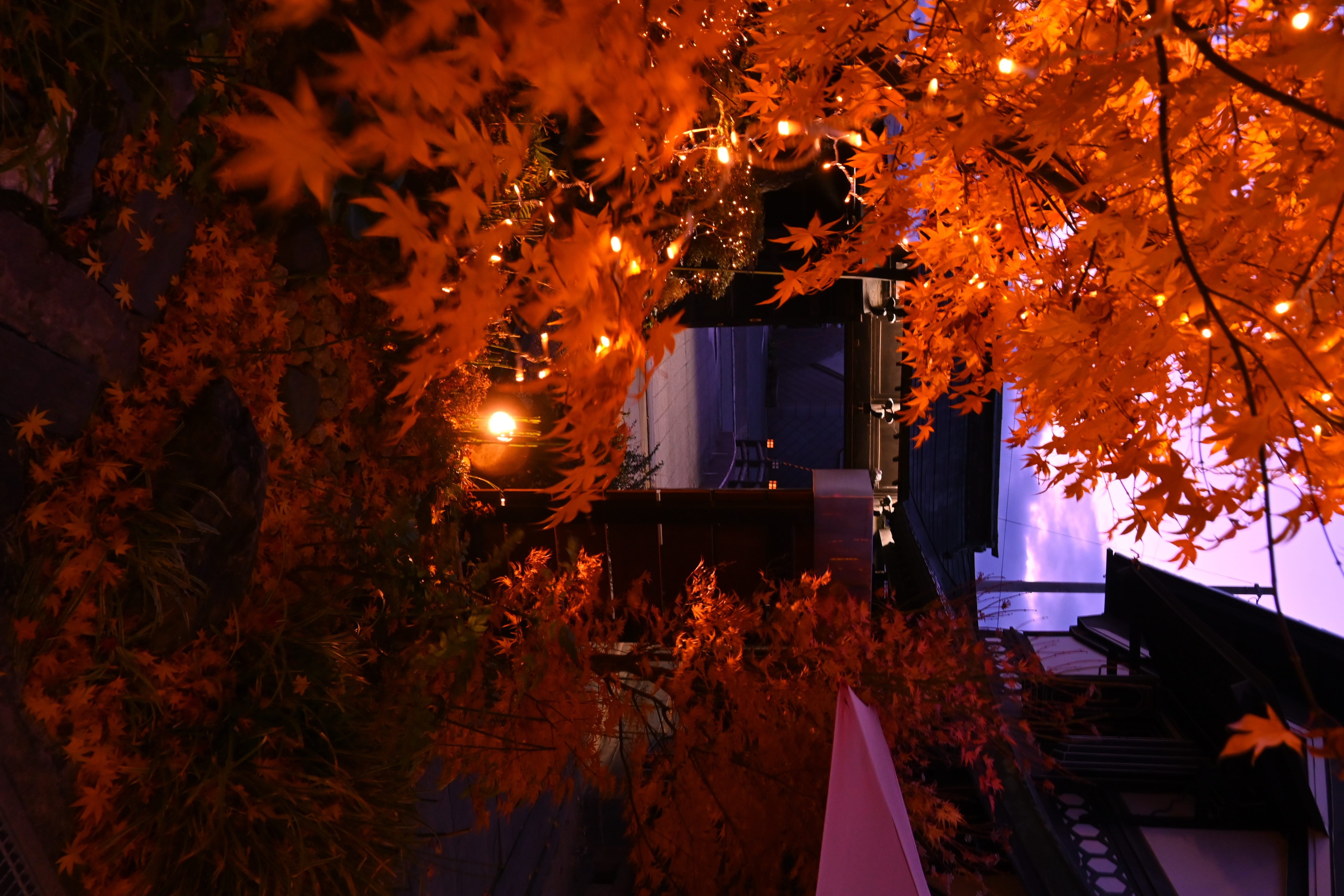 No.130132 醸蔵（紅葉）