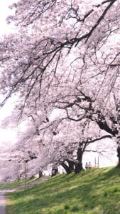 No.190037 柴田町の桜