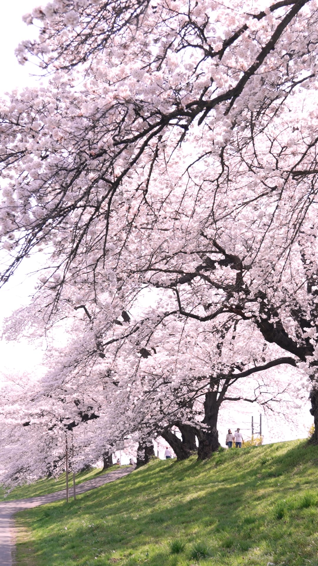 No.190037 柴田町の桜