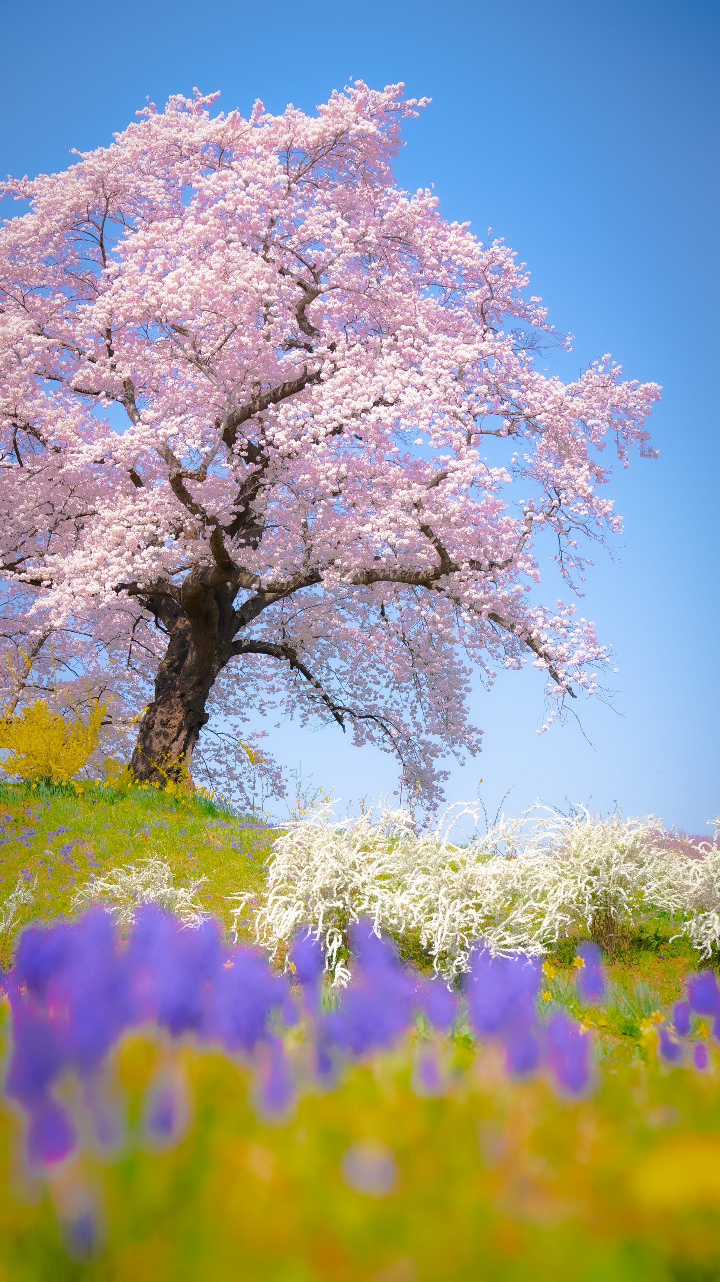 No.190038 柴田町の桜