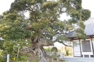 No.220021 称名寺のシイノキ