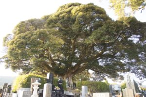 No.220022 称名寺のスダジイ