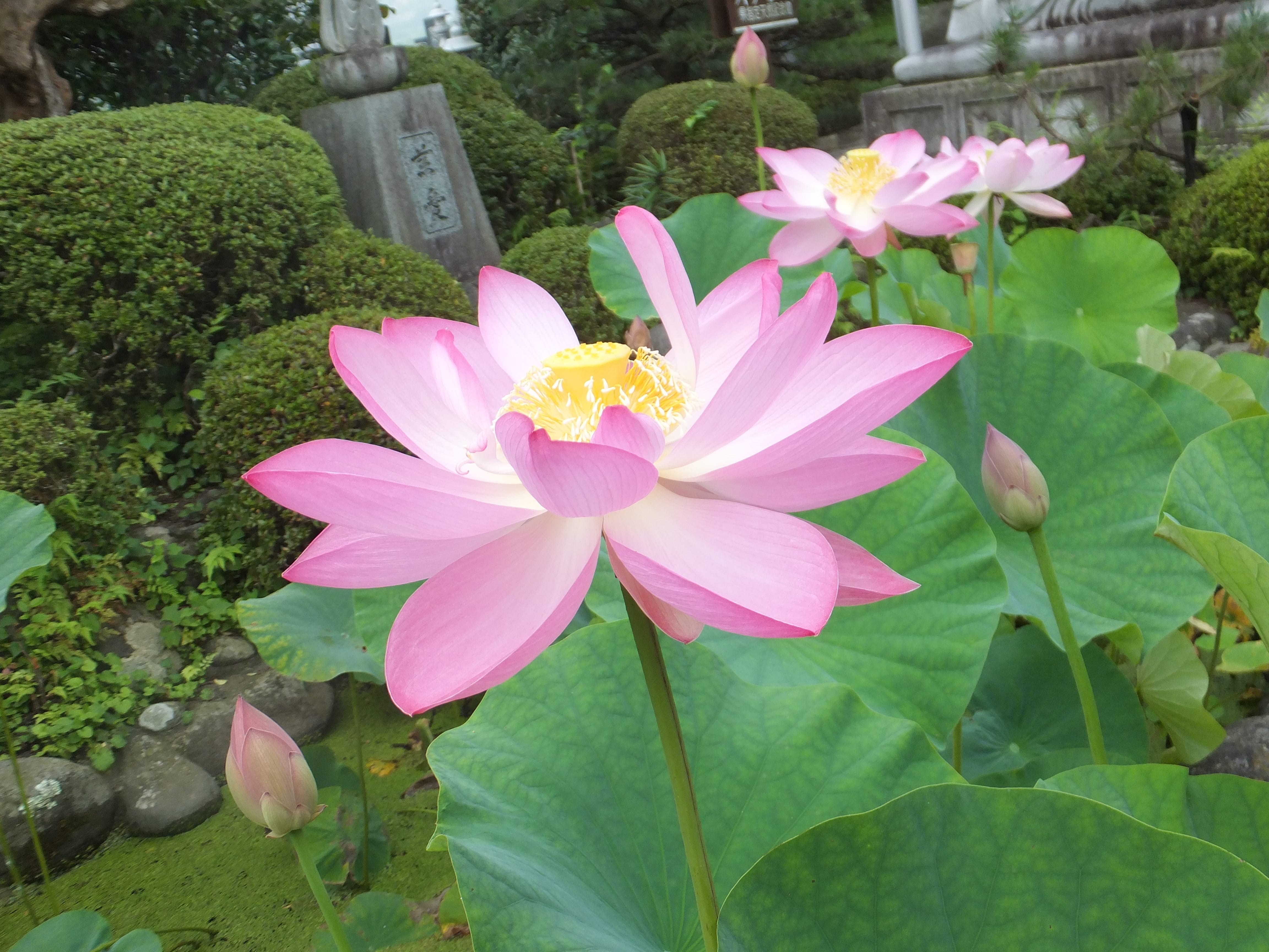 No.220023 大賀ハス