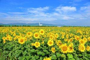 No.230025 やまもとひまわり祭り