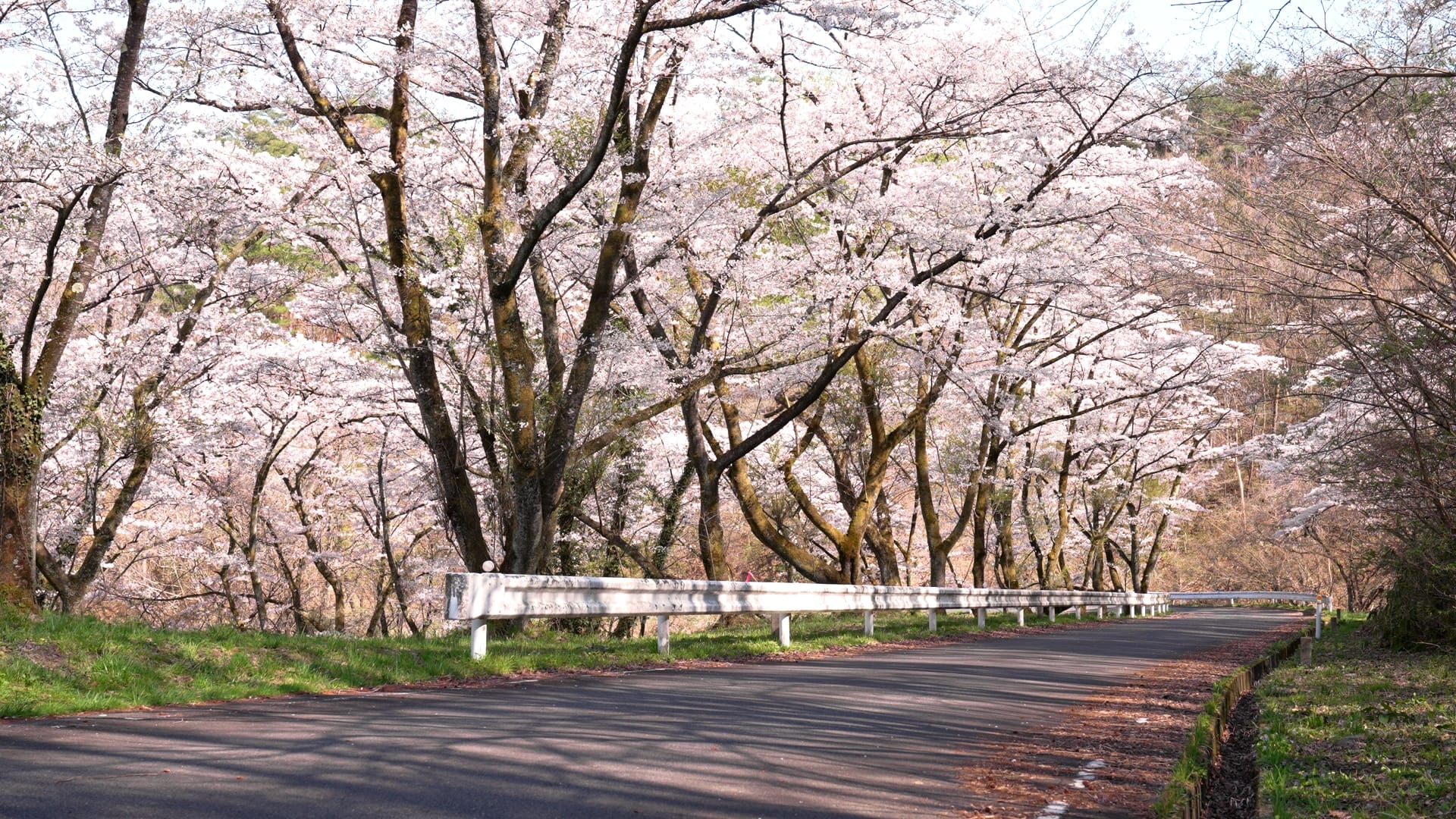No.290009 達居森と湖畔自然公園