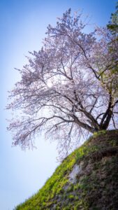 No.290010 大衡城跡公園桜