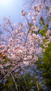 No.290011 大衡城跡公園桜