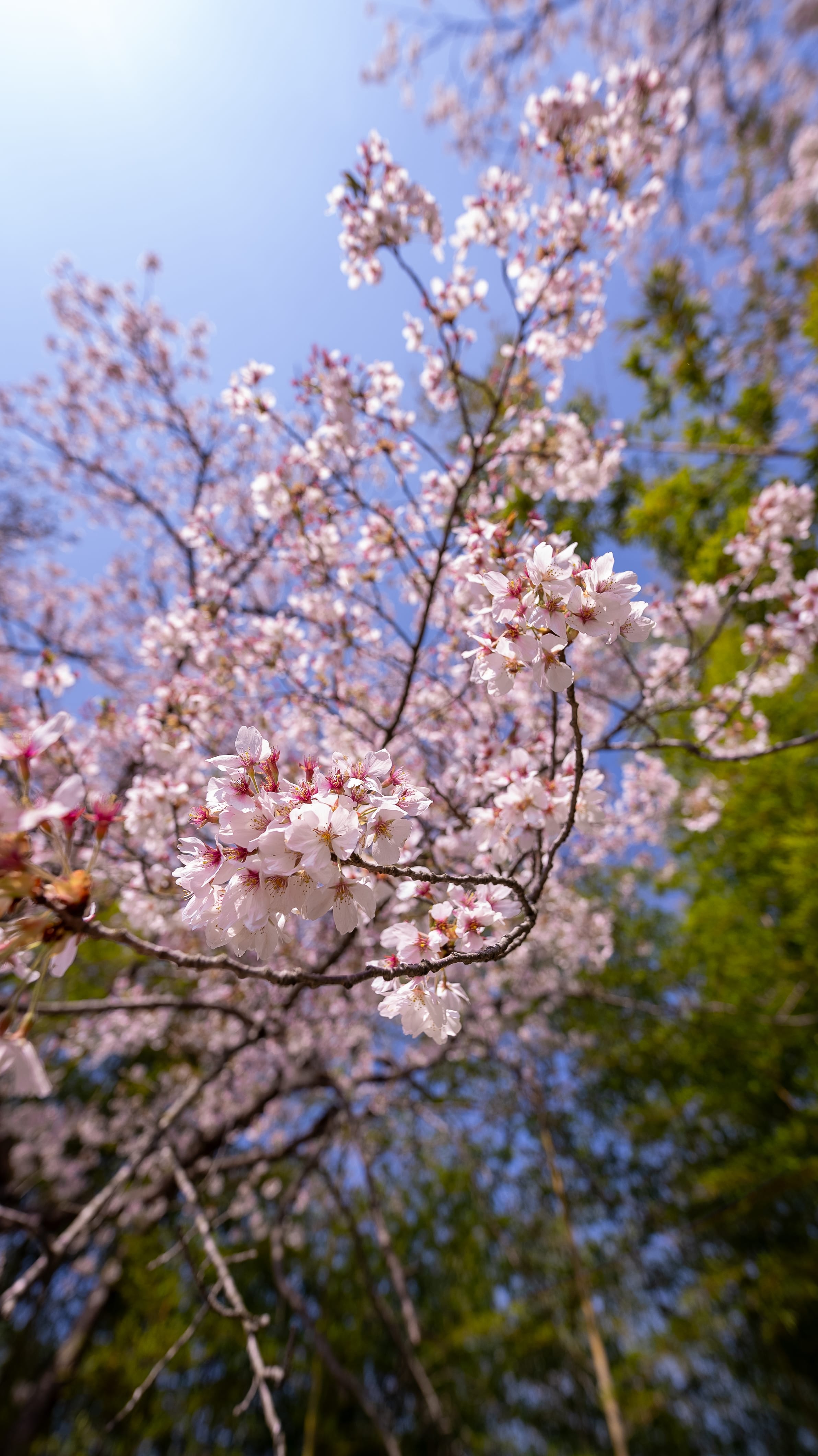 No.290011 大衡城跡公園桜