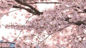 No.320031 桜と涌谷城