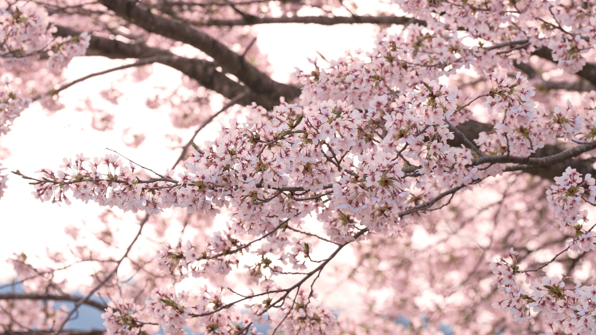 No.320031 桜と涌谷城